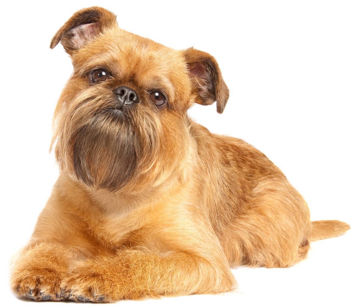 Brussels Griffon Breed