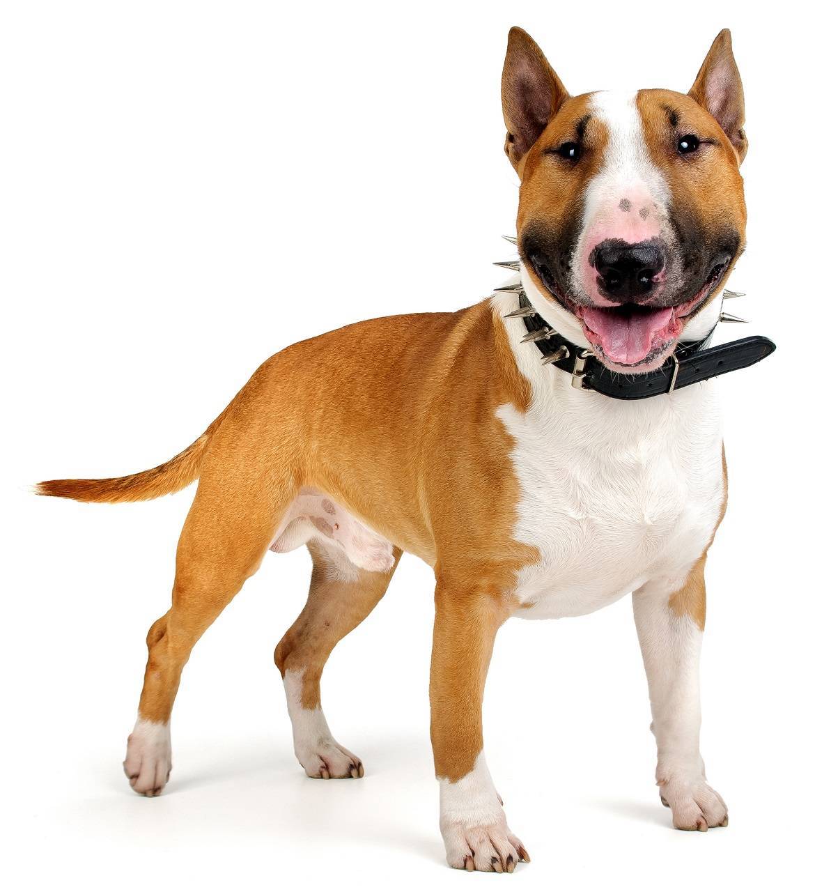 Bull Terrier Breed