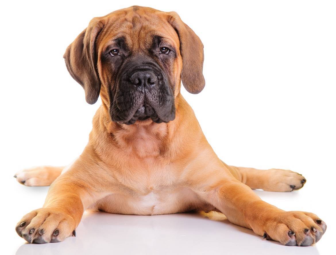 Bullmastiff Breed