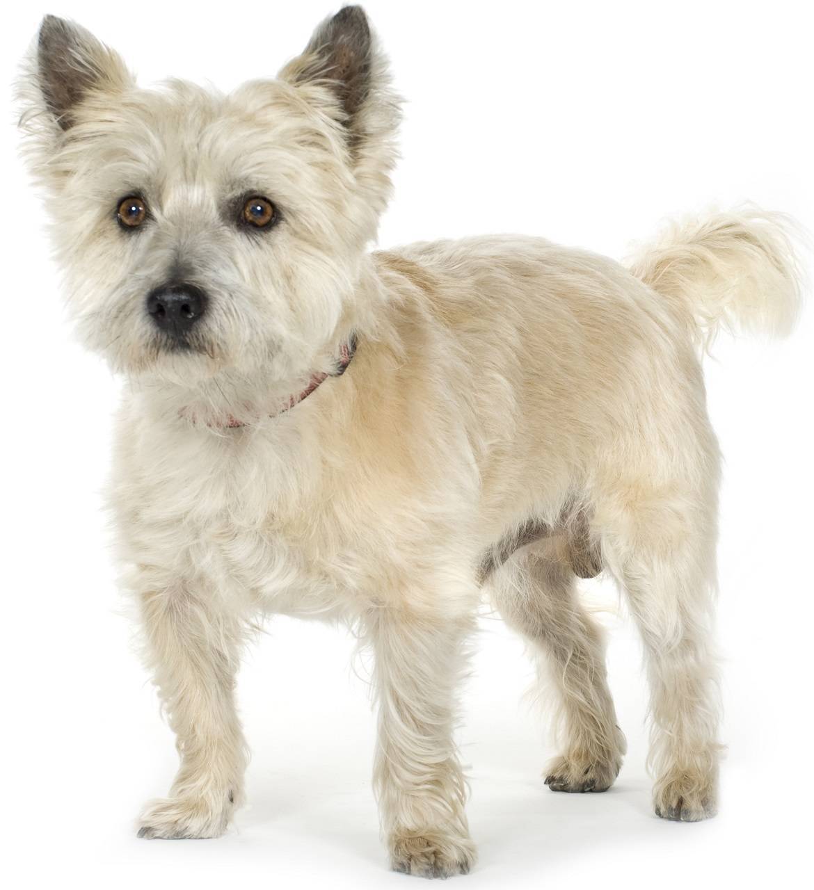 Cairn Terrier Breed