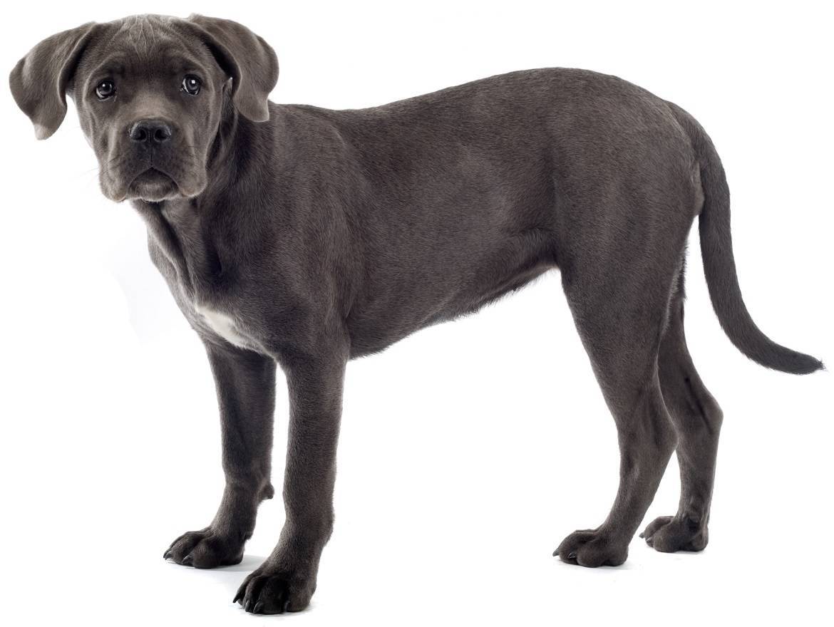 Cane Corso Breed