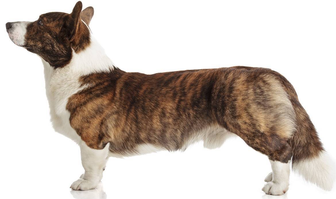 Cardigan Welsh Corgi Breed