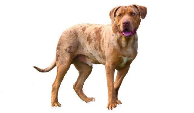 Catahoula Bulldog Breed