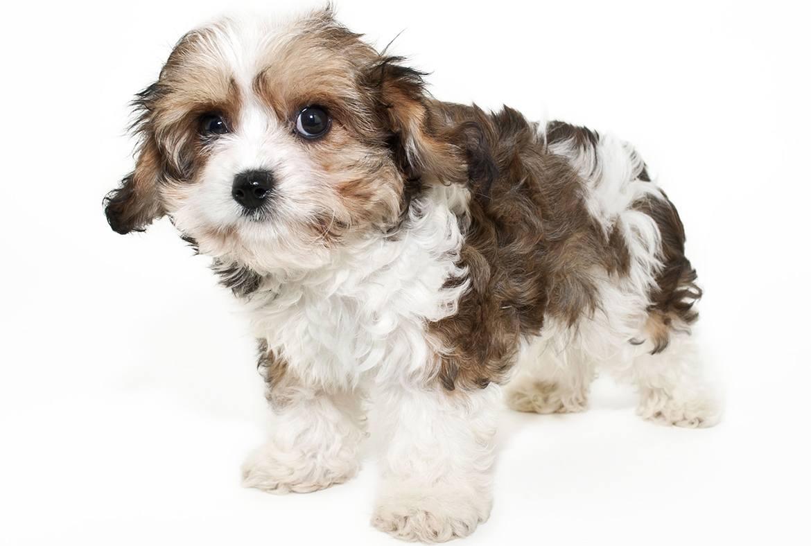 Cavachon Breed