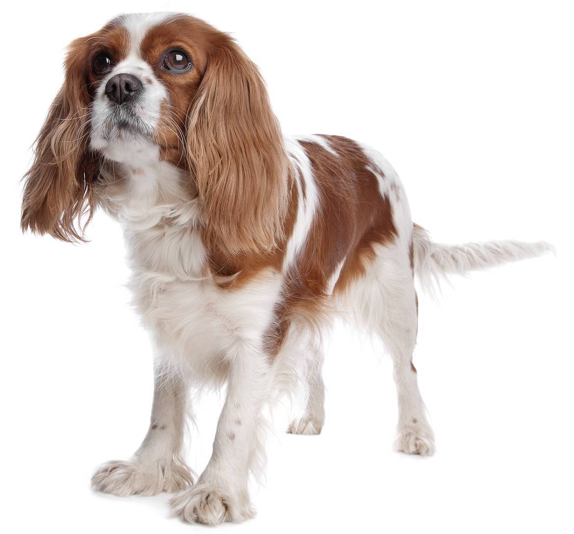 Cavalier King Charles Spaniel Breed