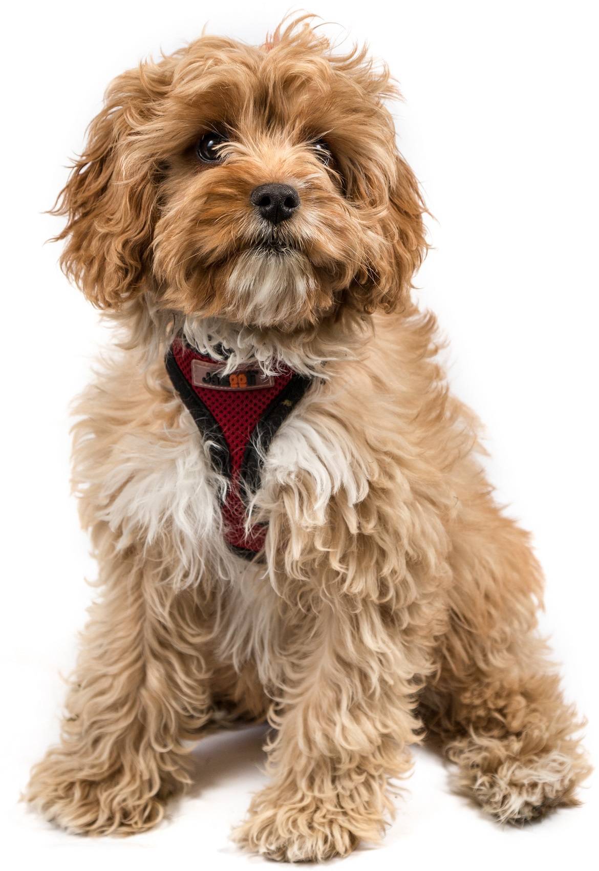 Cavapoo Breed