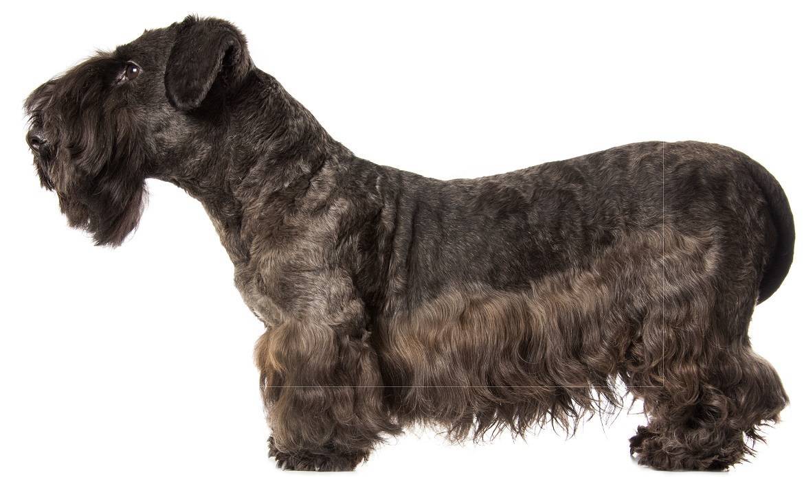 Cesky Terrier Breed