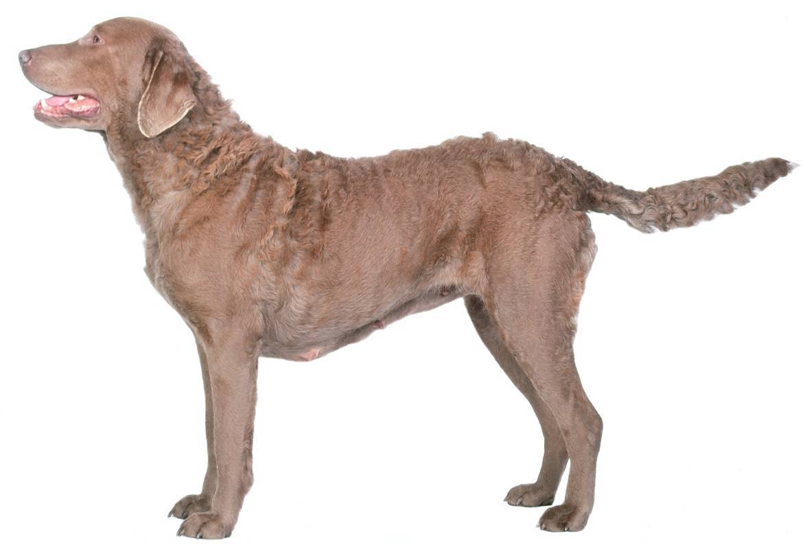 Chesapeake Bay Retriever Breed