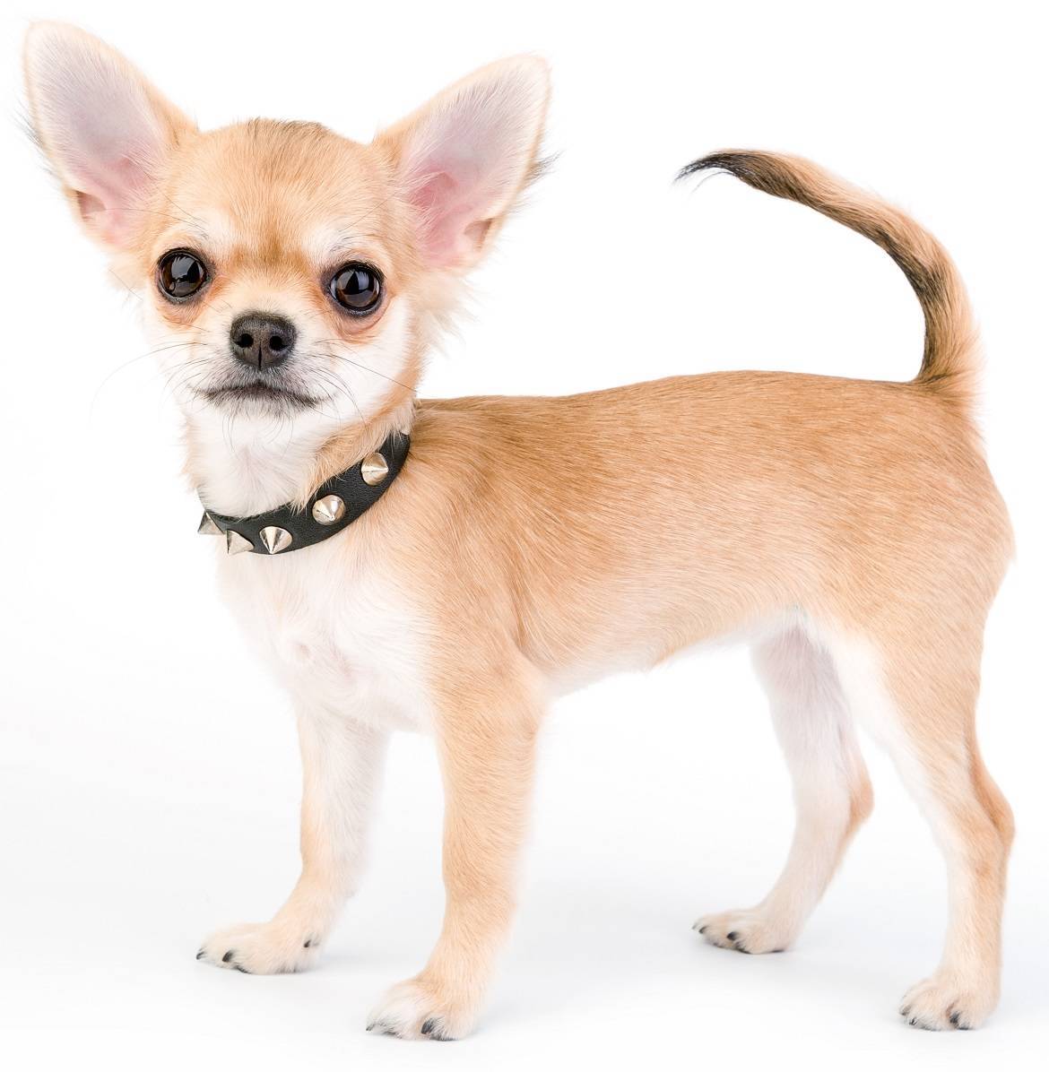 Chihuahua Breed