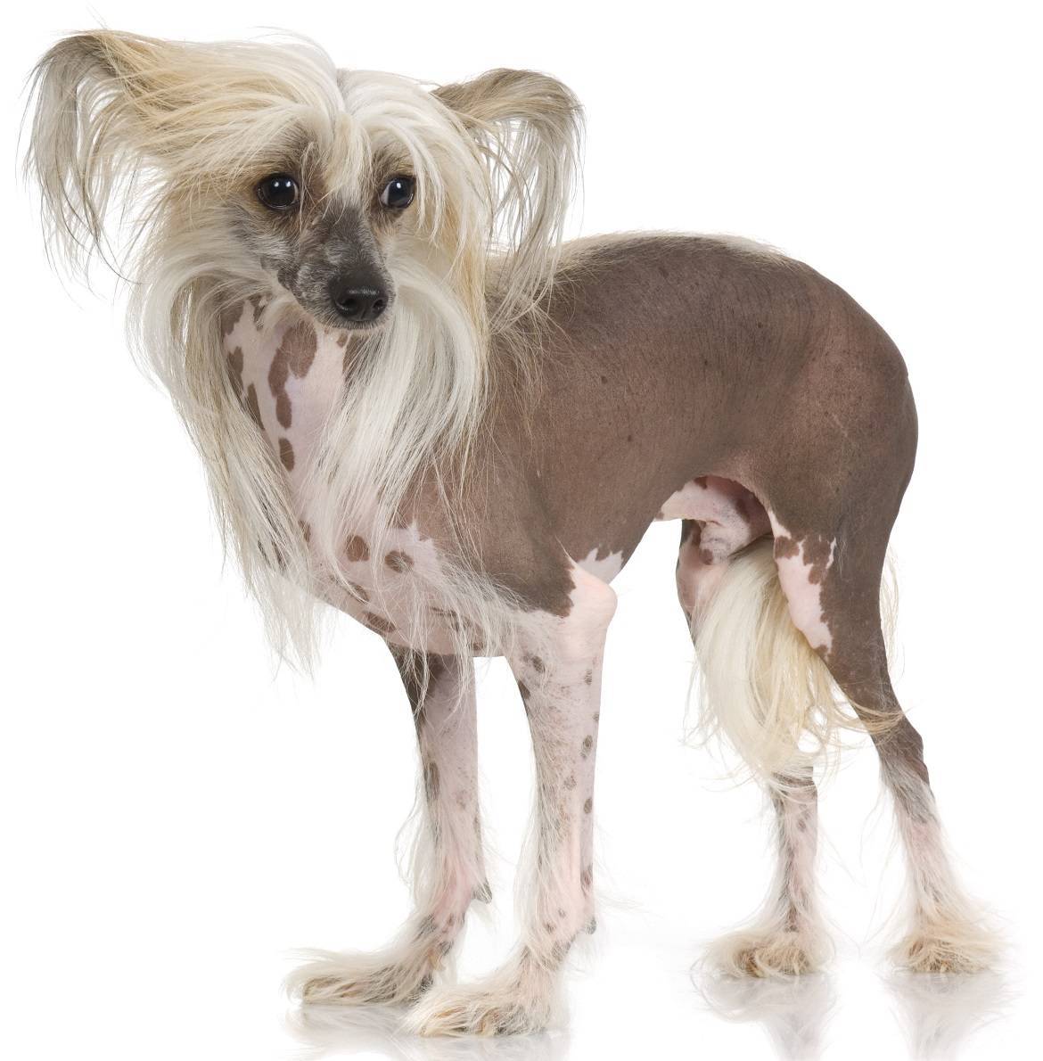 Chinese Crested Breed