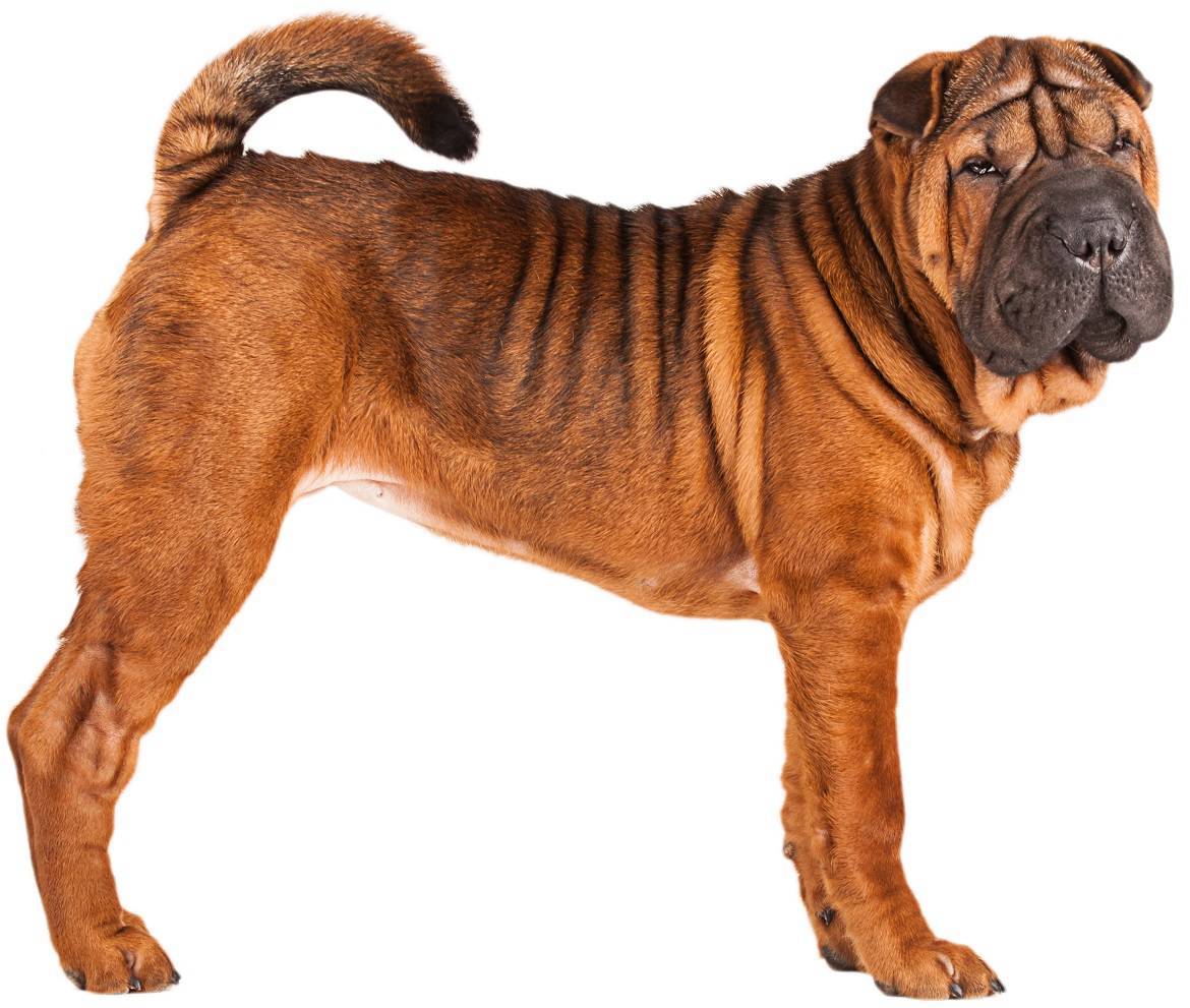 Chinese Shar-Pei - Dog Breed Guide
