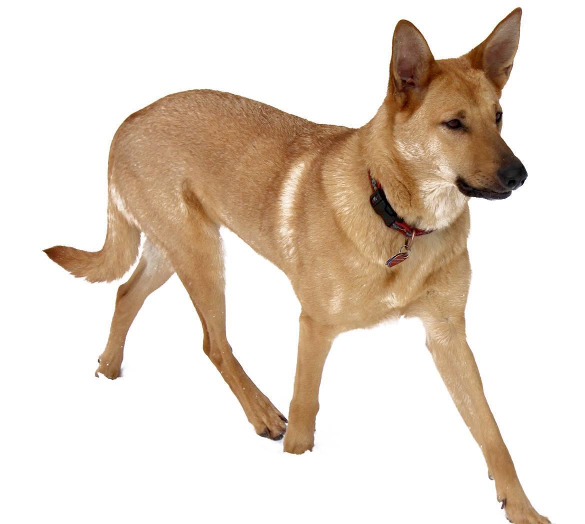 Chinook - Dog Breed Guide