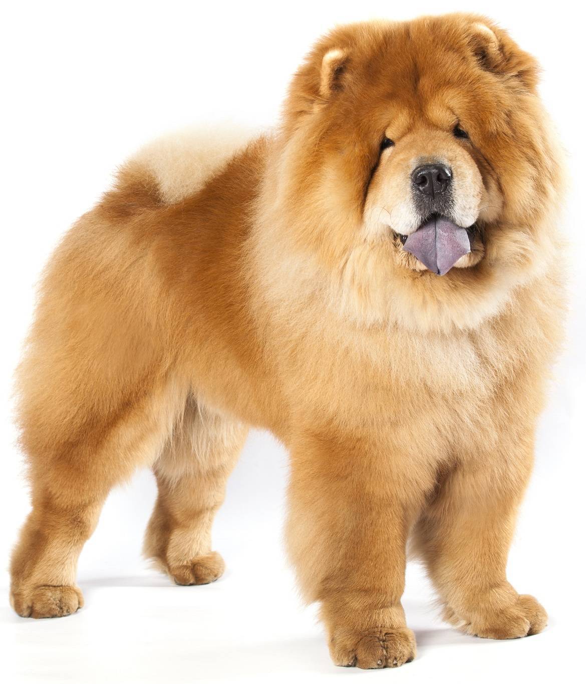 Chow Chow Breed