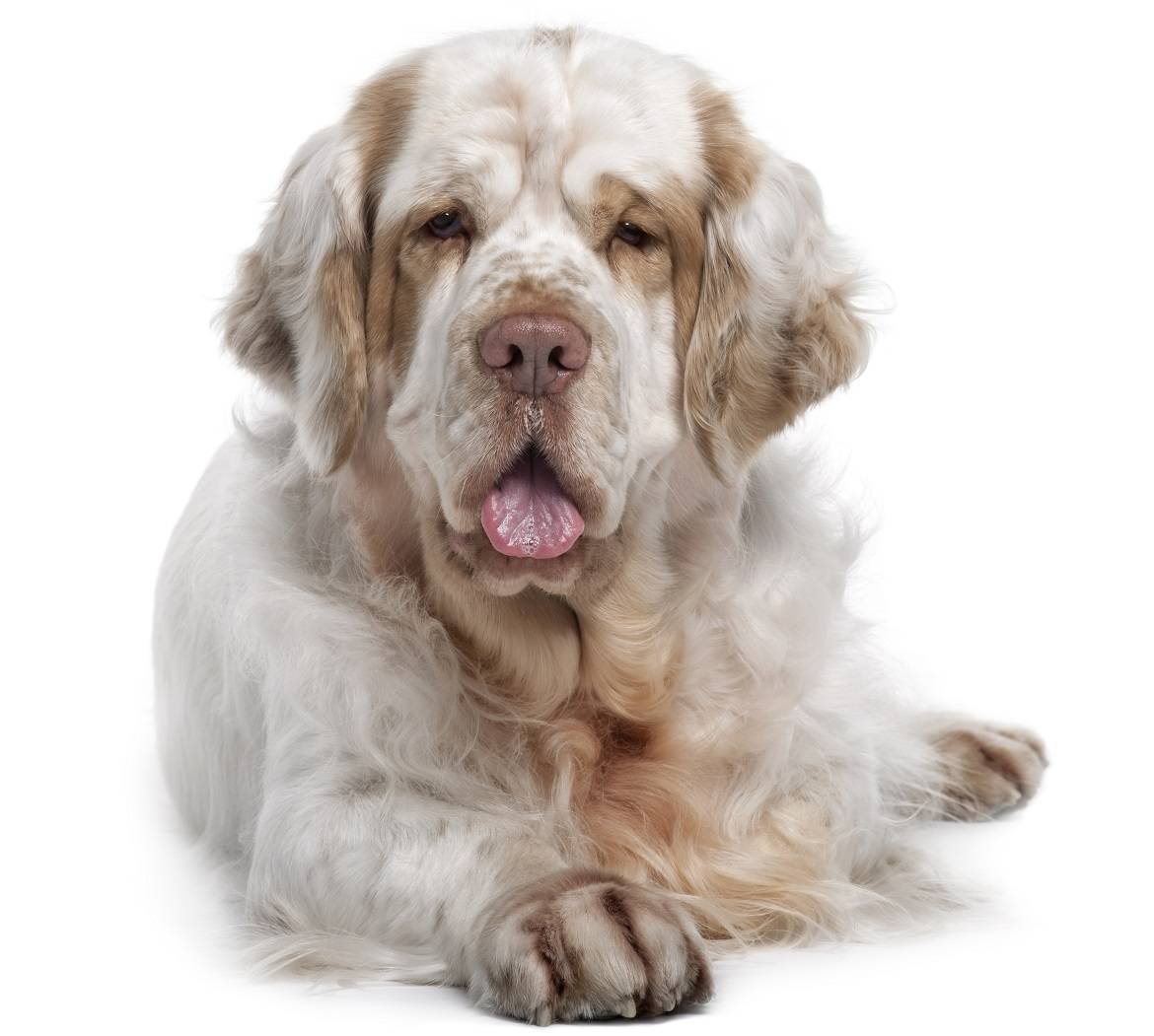 Clumber Spaniel - Dog Breed Guide