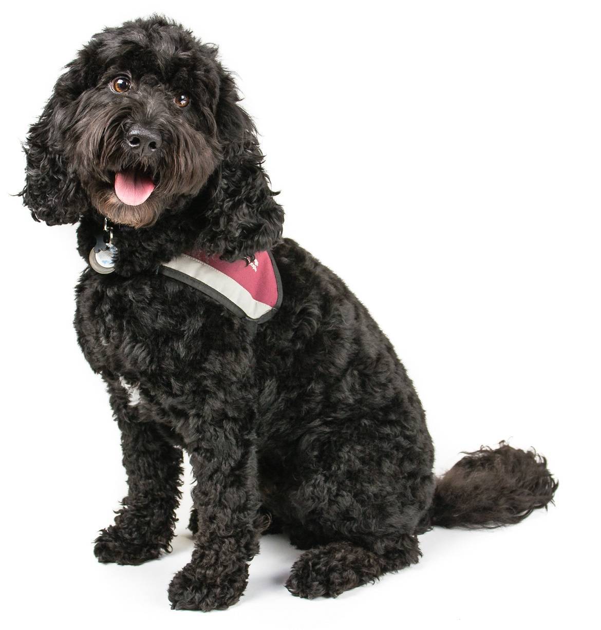 Cockapoo Dog Breed Guide