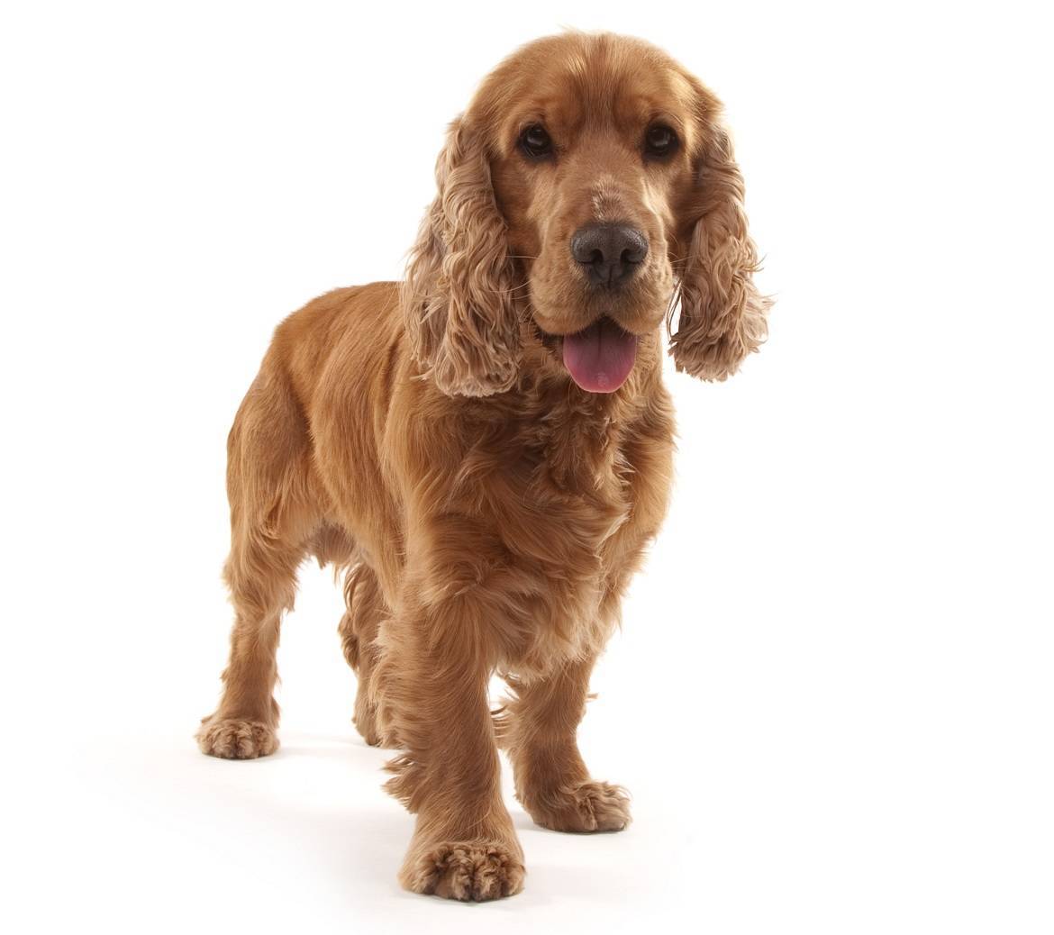 Many Cocker Spaniel