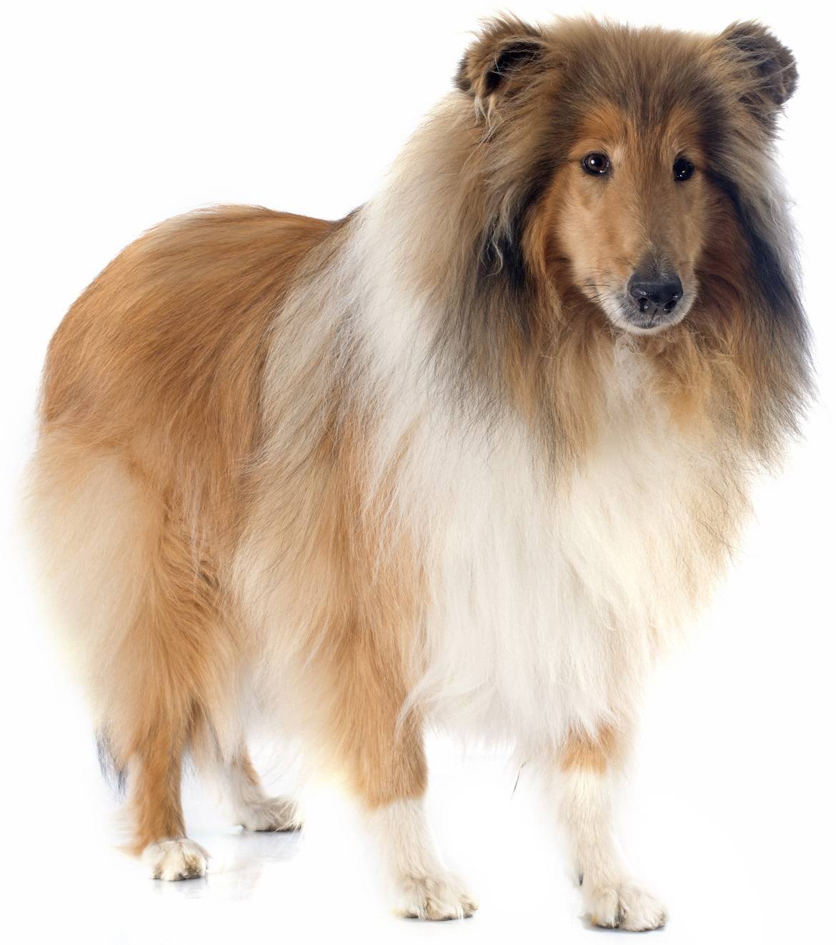Collie Breed