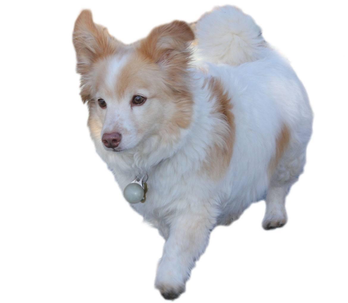 Corgipoo Breed