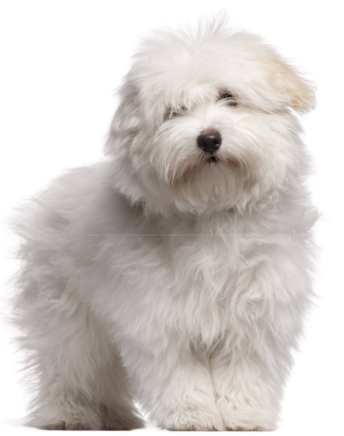 Cotons Canada - Coton De Tulear breeders Ontario Canada