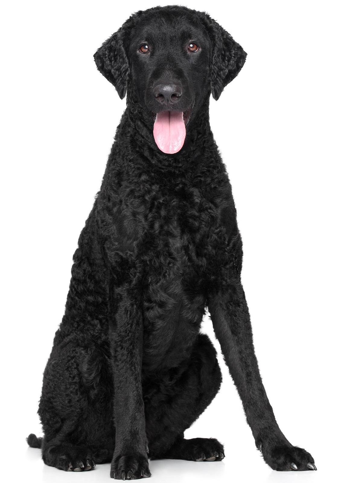 Curly-Coated Retriever Breed