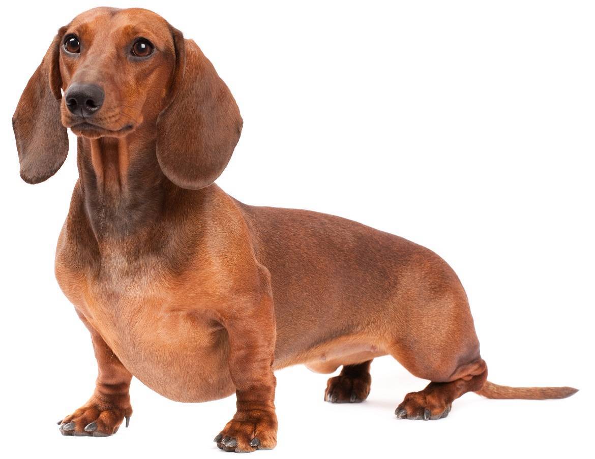 Dachsund Breed