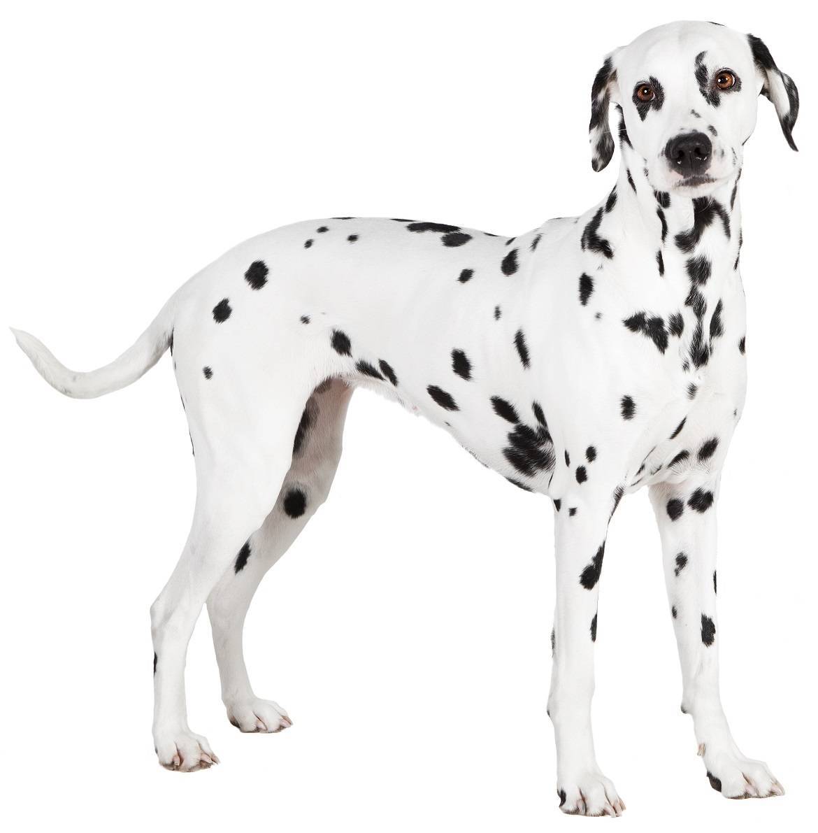 Dalmatian Breed