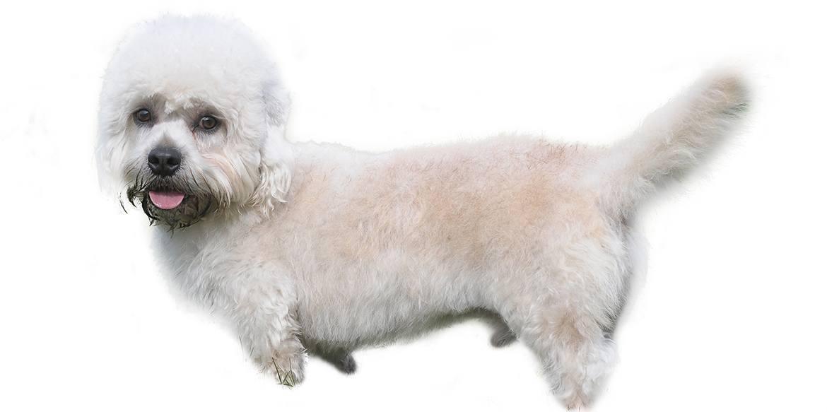 Dandie Dinmont Terrier Breed