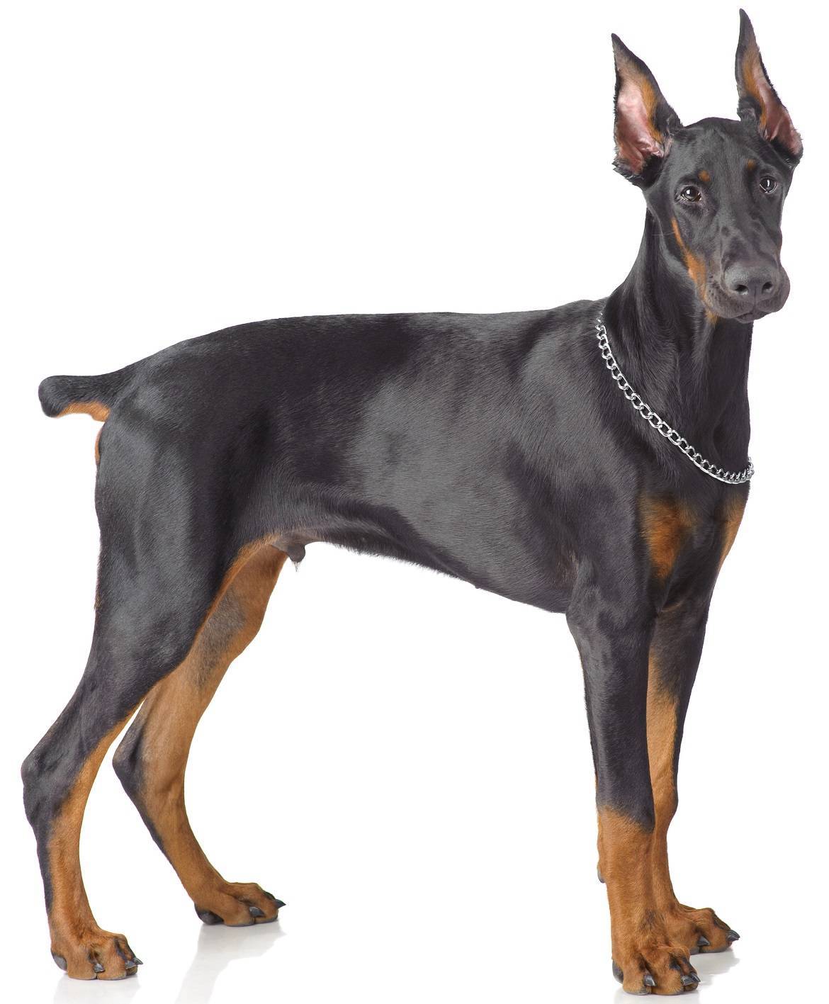 Doberman Pinscher Breed