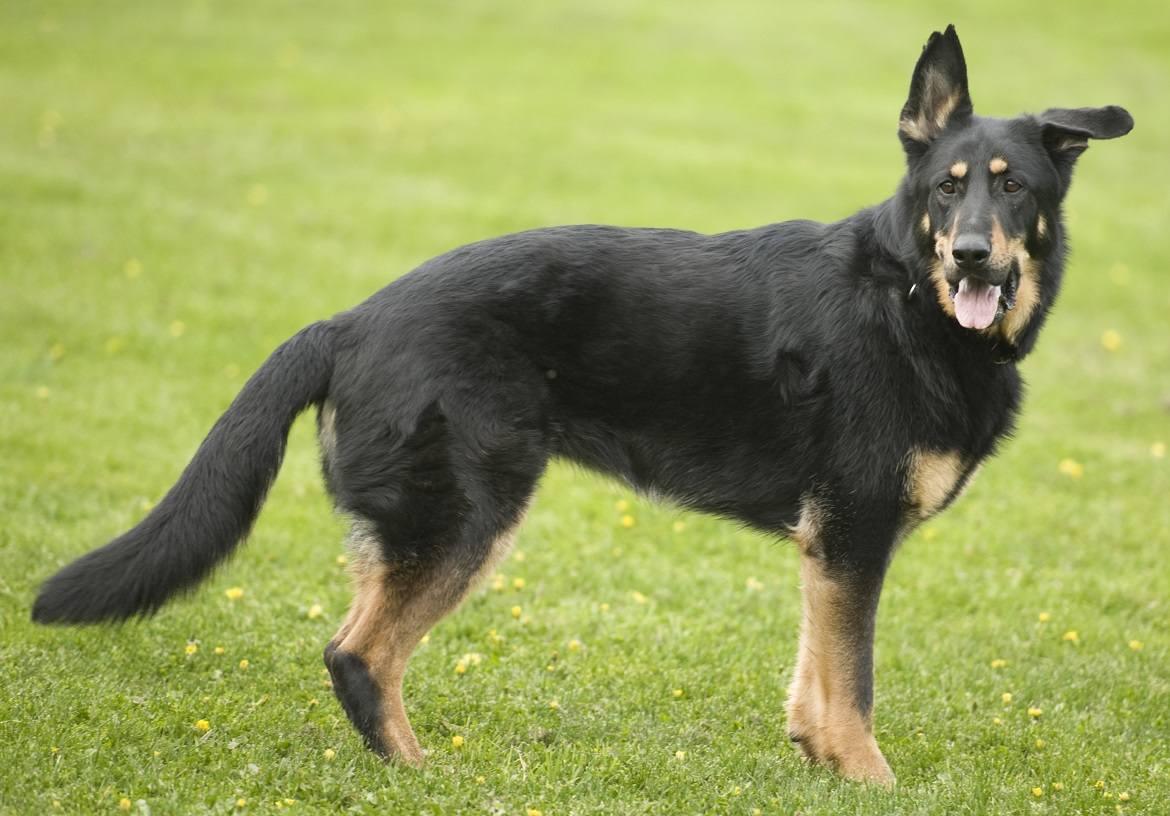 Doberman Shepherd Breed