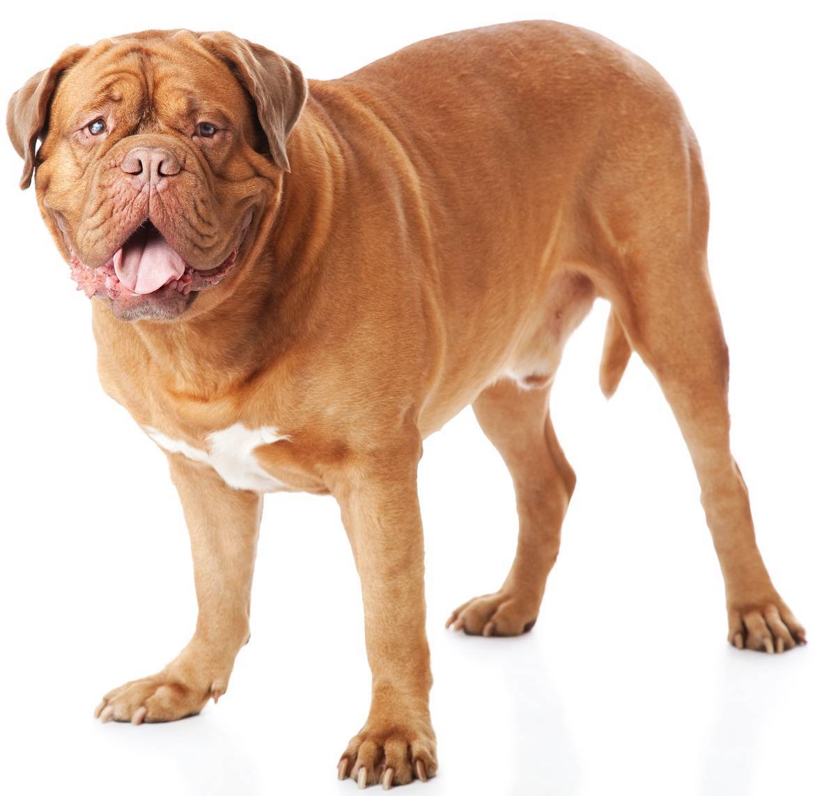 Dogue de Bordeaux Breed