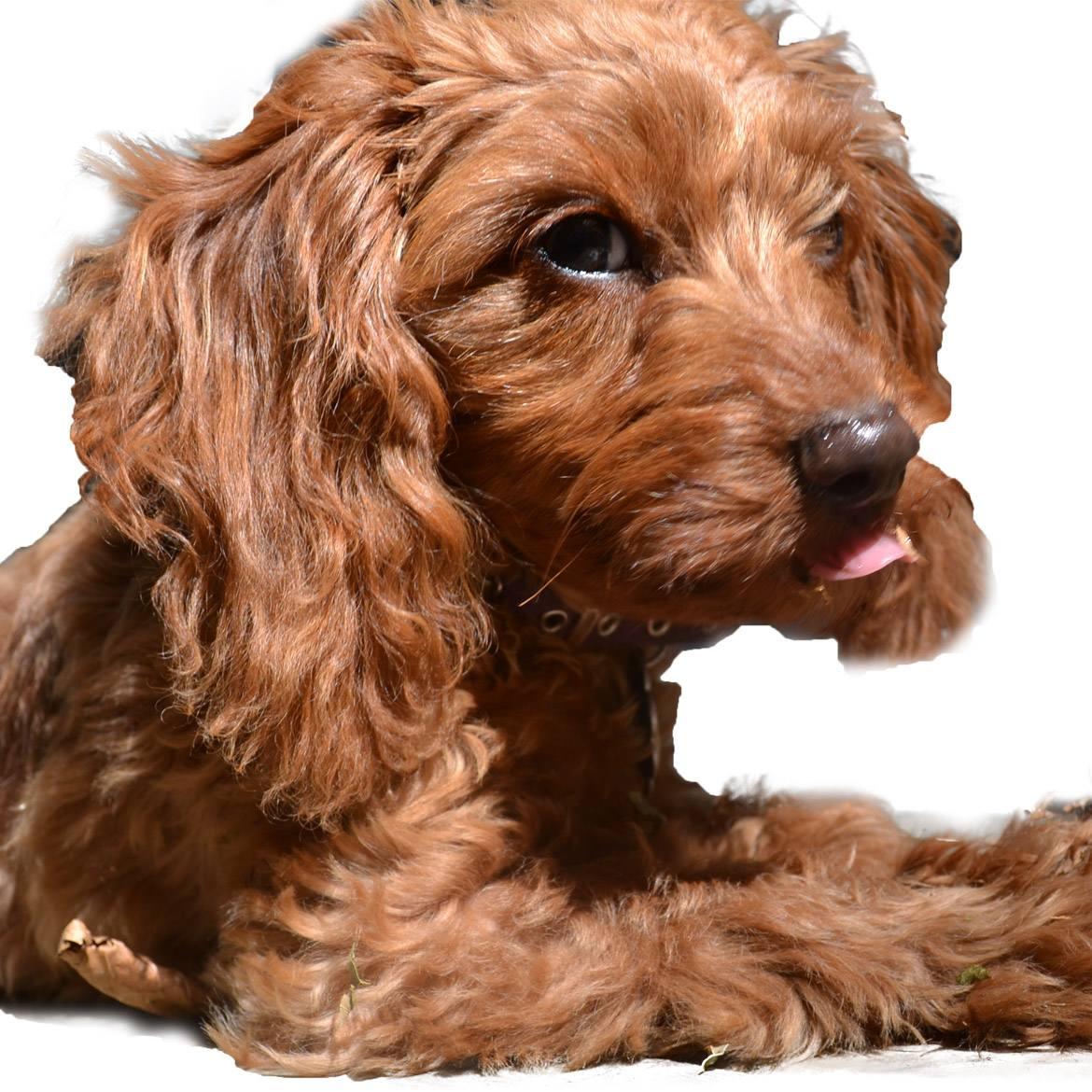 Doxiepoo Breed