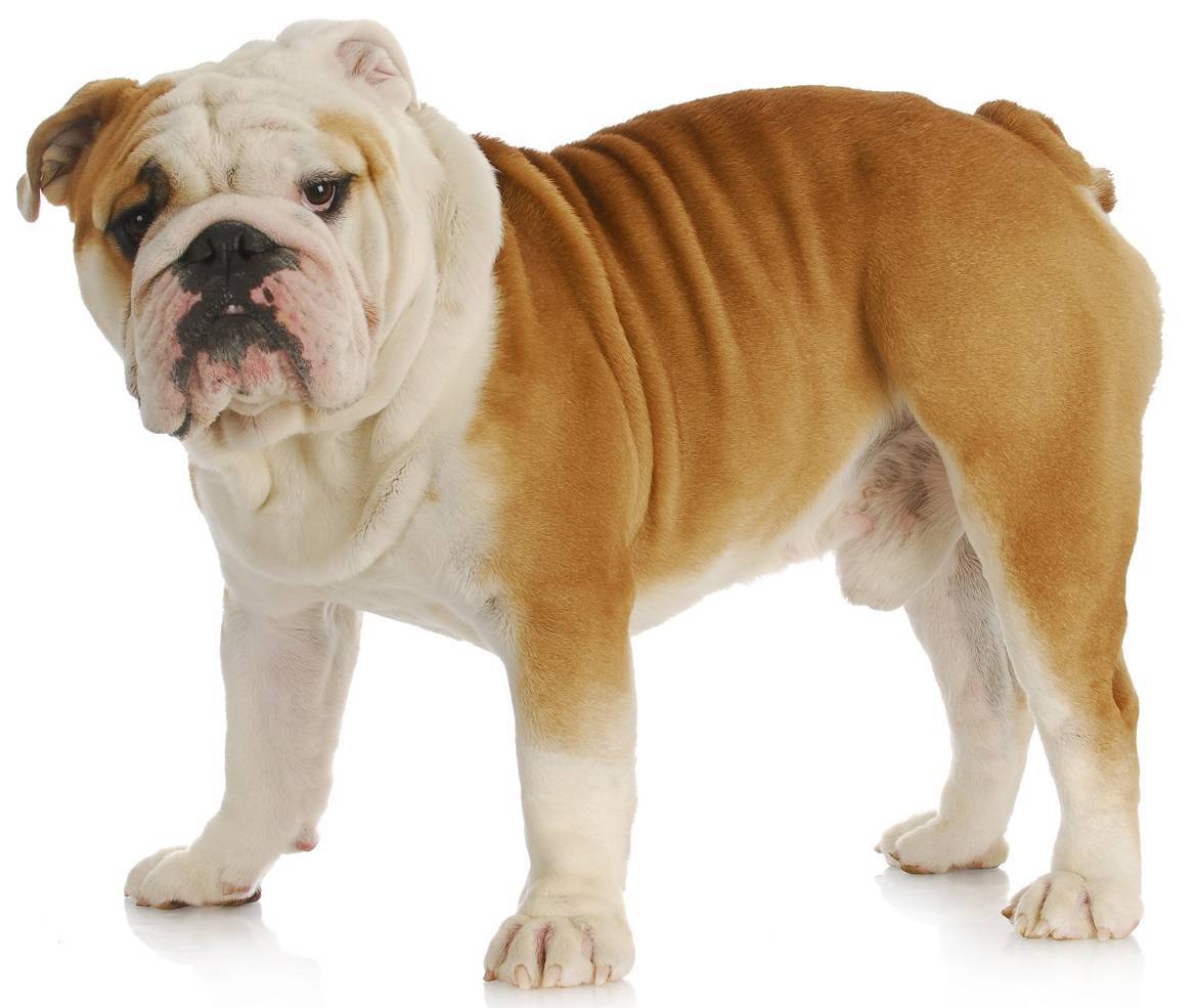 English Bulldog Breed