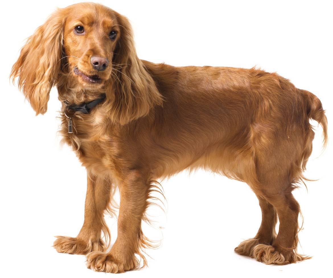 English Cocker Spaniel Breed