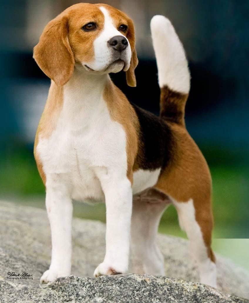 English Foxhound Breed