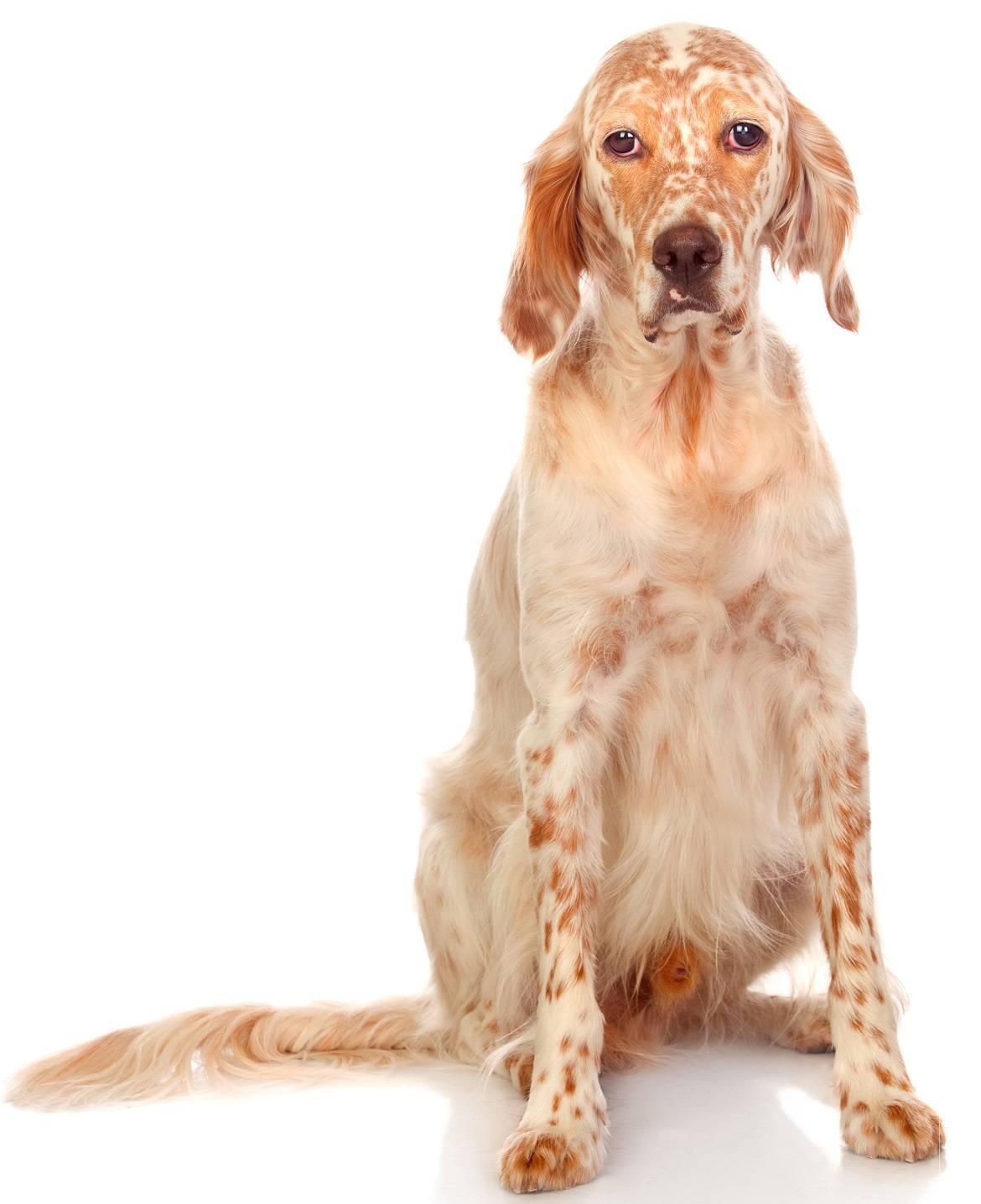 English Setter Breed