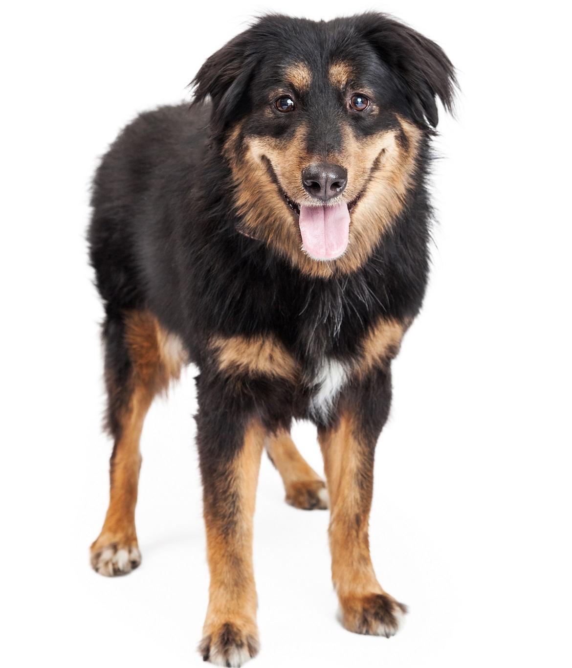 English Shepherd Breed