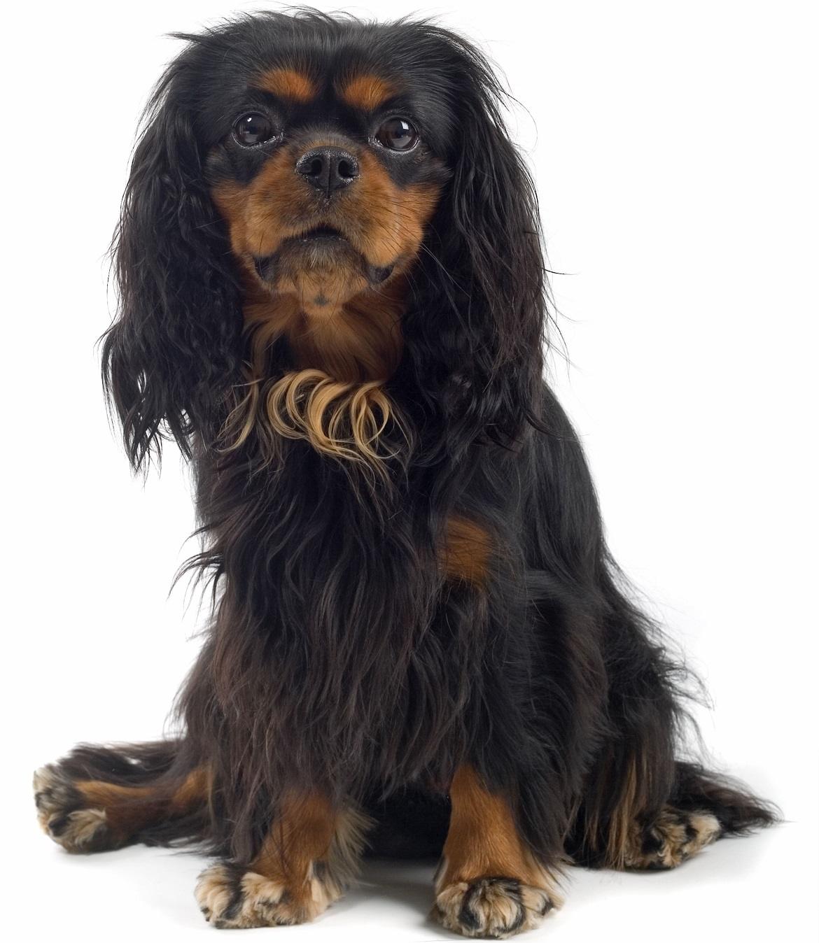 English Toy Spaniel Breed