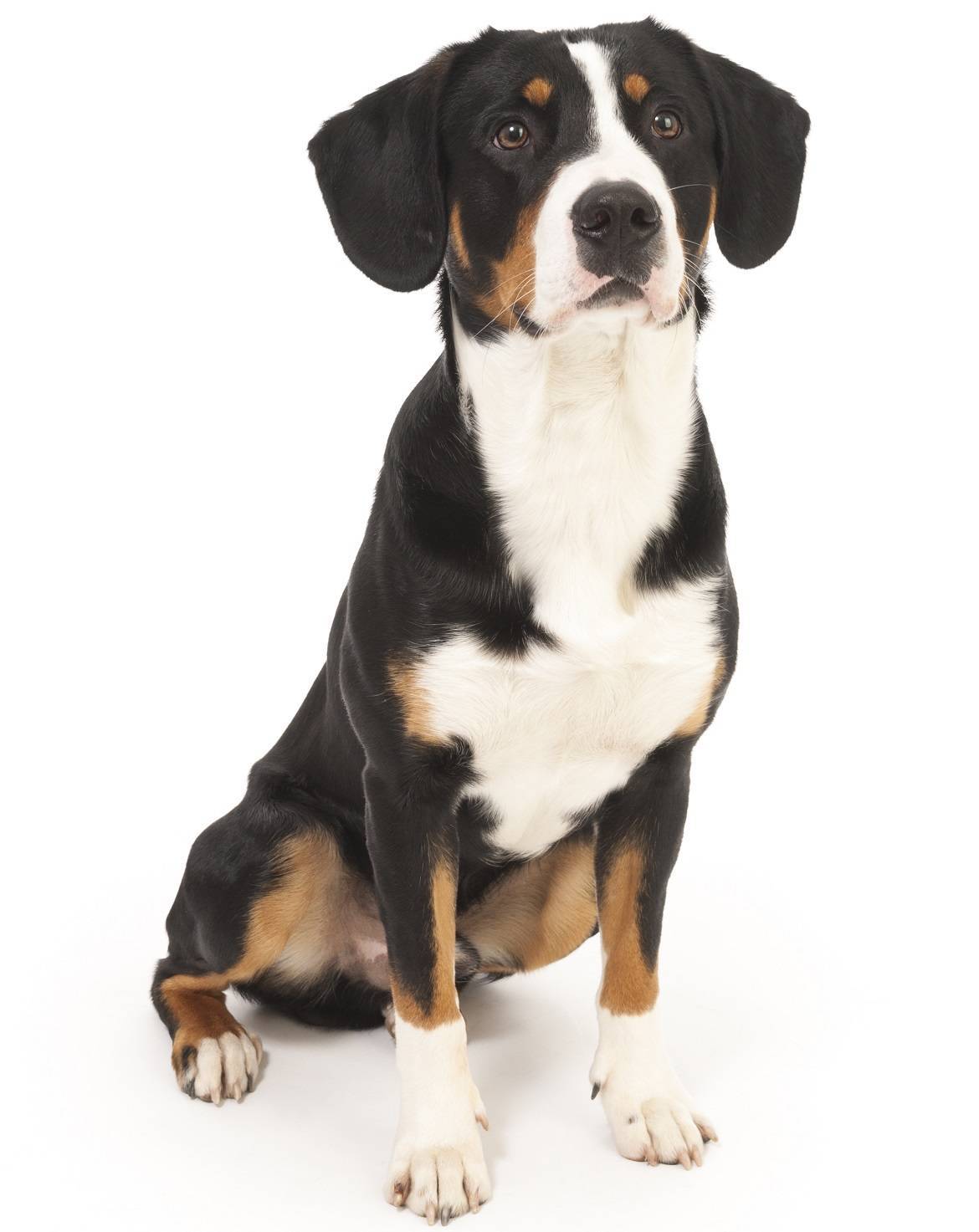 Entlebucher Mountain Dog Breed