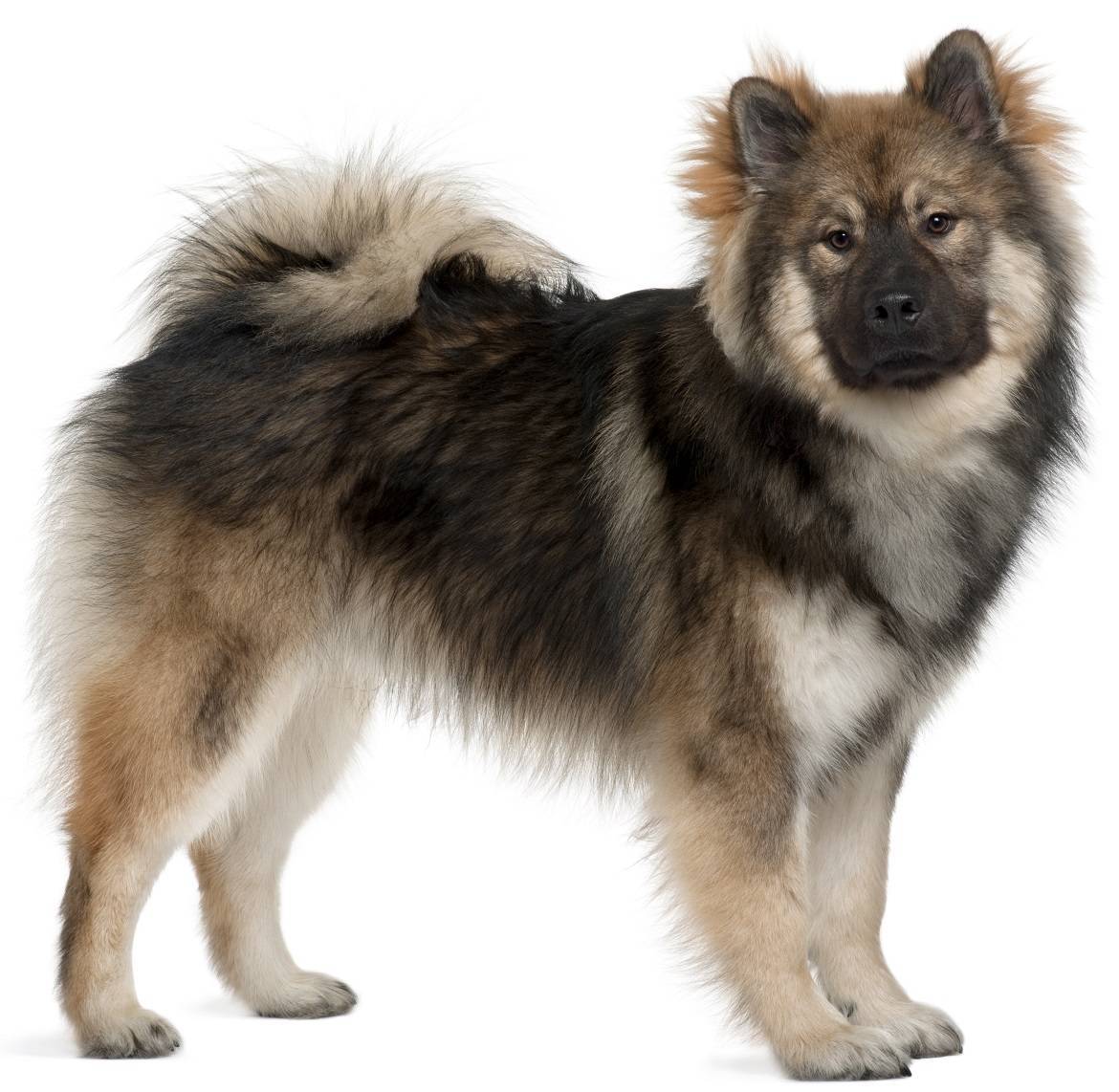 Eurasier Breed