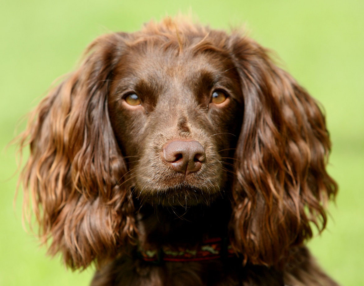 Field Spaniel Breed