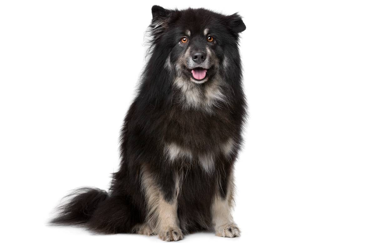 Finnish Lapphund Breed