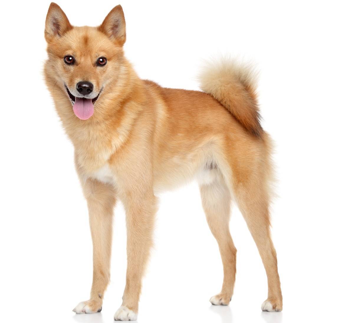 Finnish Spitz Breed