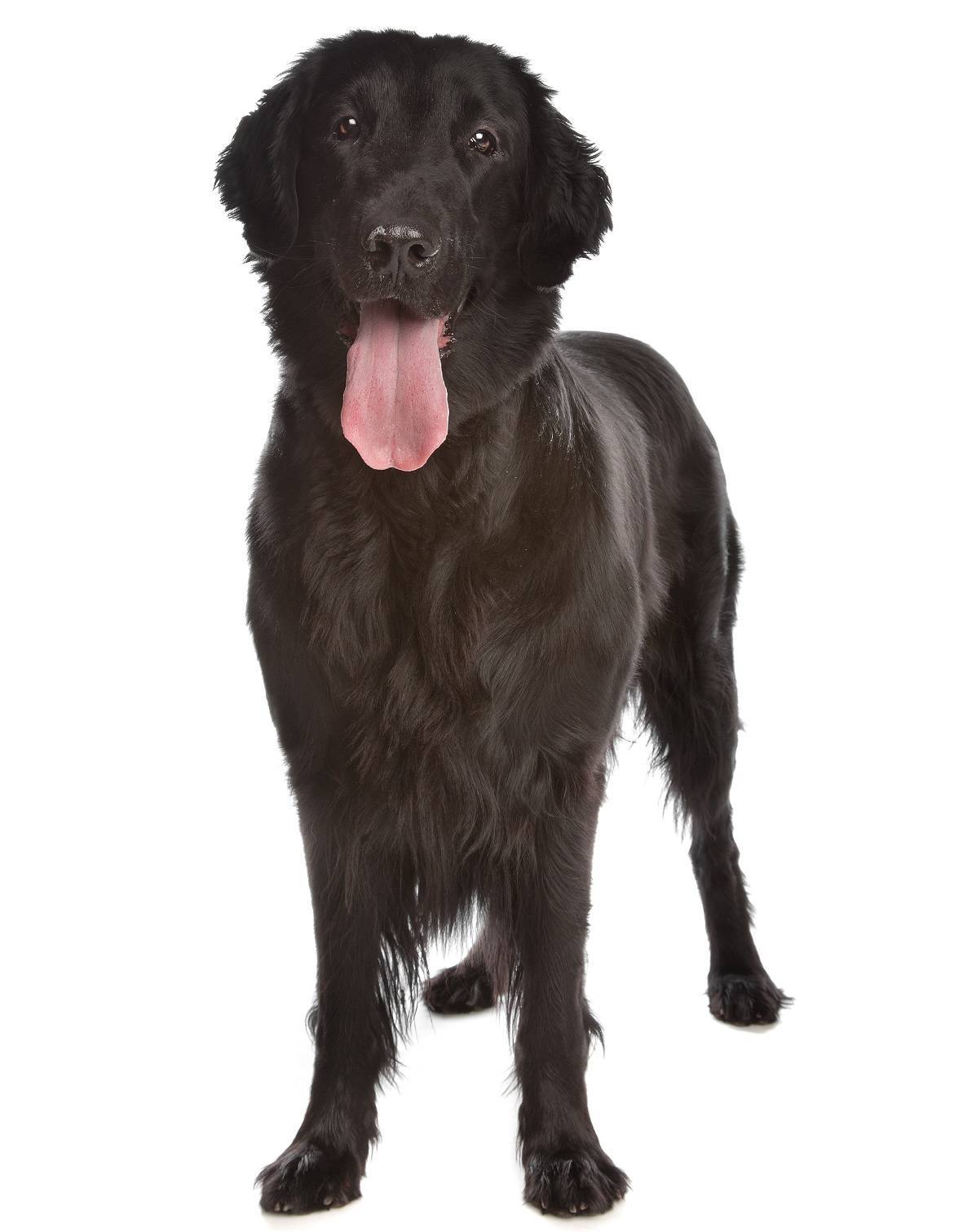 Flat-Coated Retriever Breed