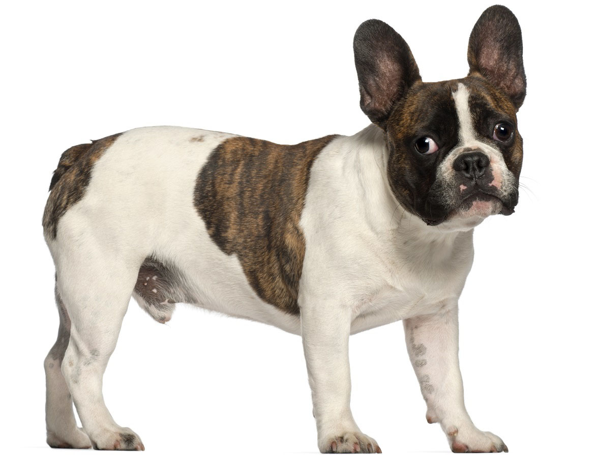 French Bulldog Breed