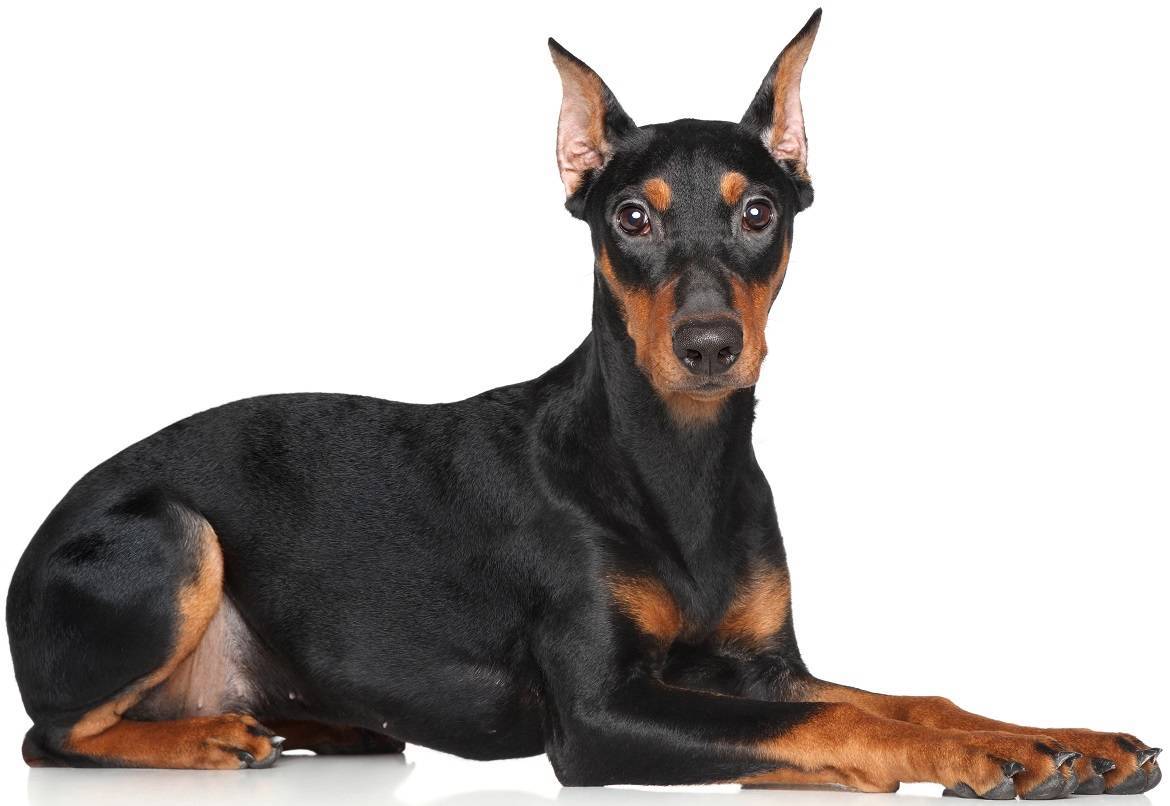 German Pinscher Breed