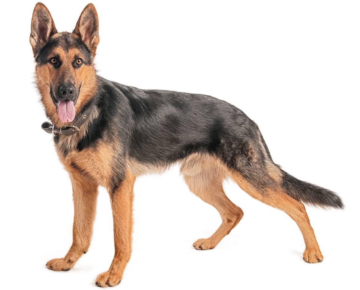 German Shepherd Breed