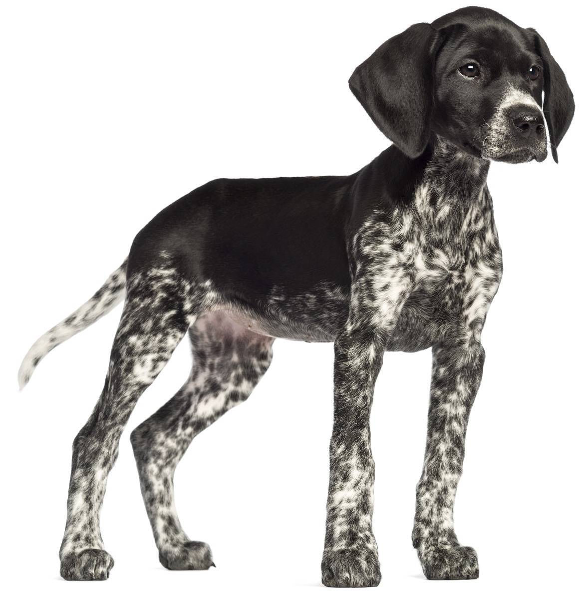 German Shorthaired Pointer Breed