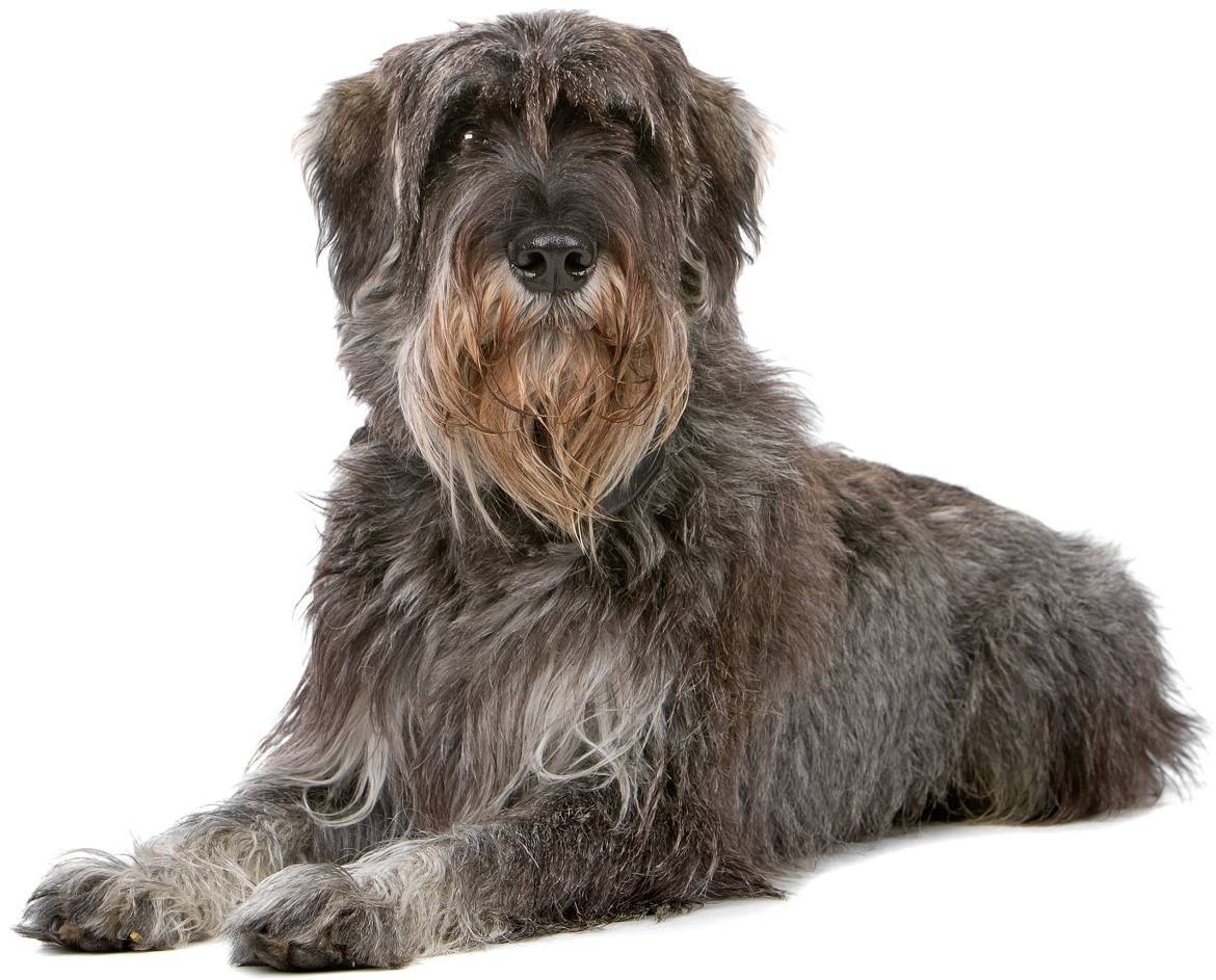 Giant Schnauzer Breed