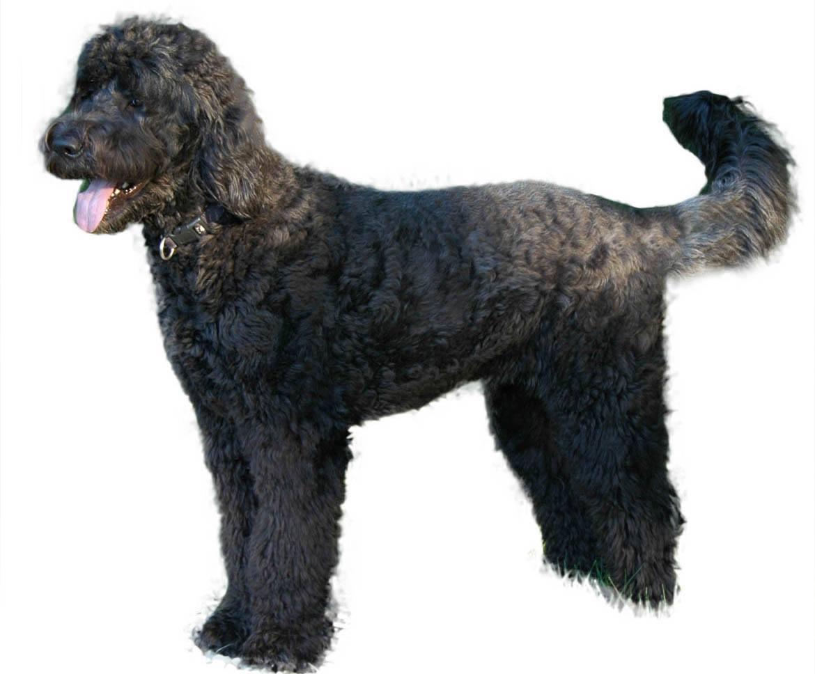 Giant Schnoodle Dog Breed Guide