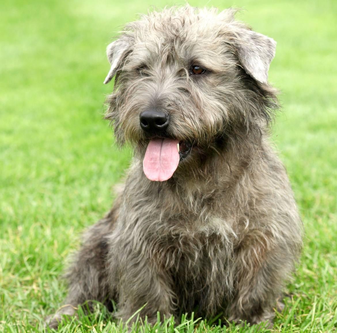 Glen of Imaal Terrier Breed